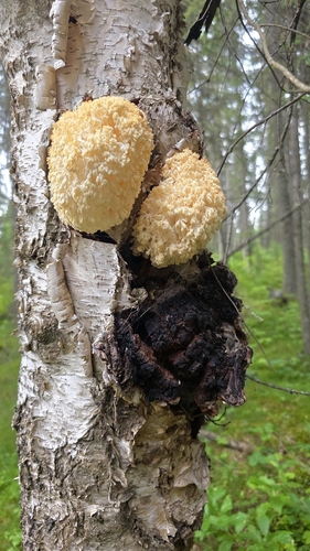 chaga