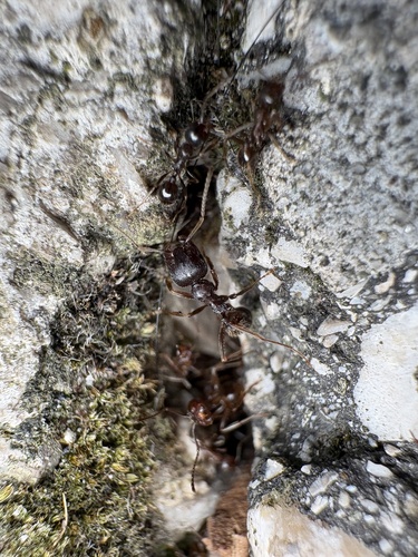 Iberian Harvester Ant