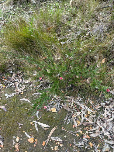 Grévillée à feuilles de romarin 3