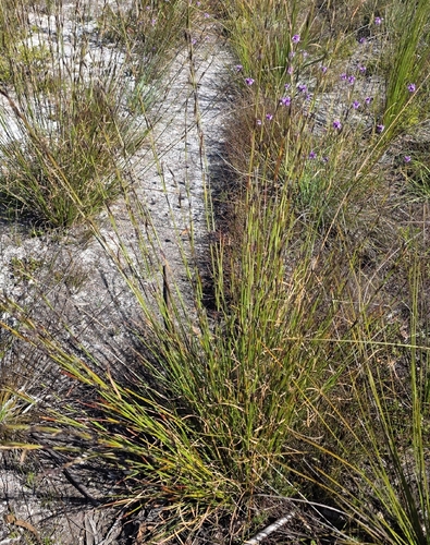 Schoenus calostachyus observed 2026-08-11
