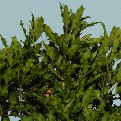 Vepris lanceolata, photograph (c) Henry de Lange, some rights reserved (CC BY)