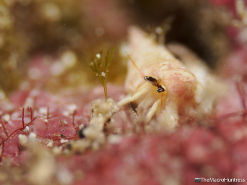 Calcinus guamensis observed 2026-05-04