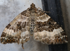 Epirrhoe rivata