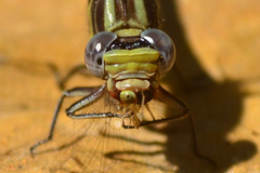 Phanogomphus oklahomensis