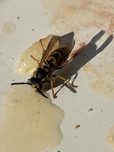 German Yellowjacket