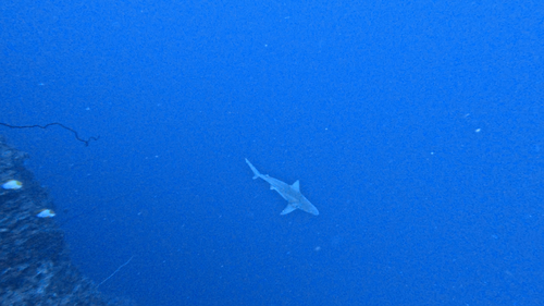 Carcharhinus plumbeus, 2025-08-29