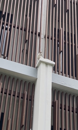 Domestic Cat