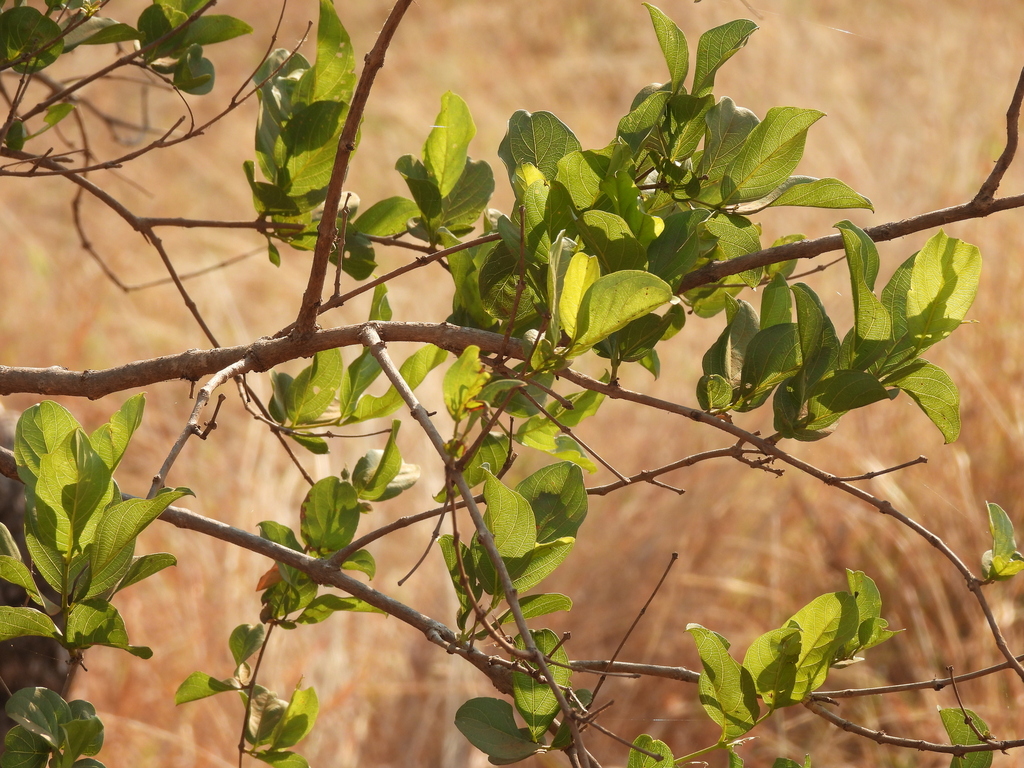 Combretum apiculatum; photograph (c) Mark Clarke, some rights reserved (CC BY)