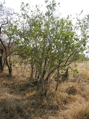 Combretum apiculatum, photograph (c) Mark Clarke, some rights reserved (CC BY)