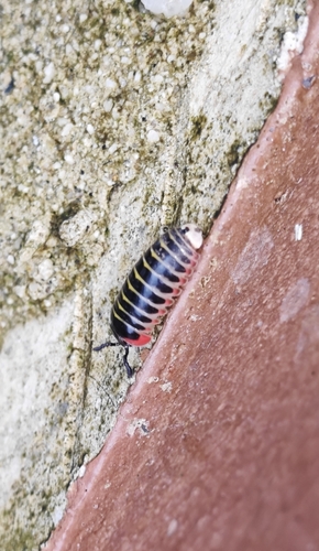 Candy ball millipede