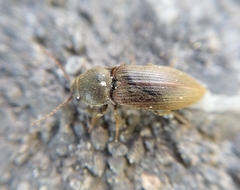 Agriotes obscurus