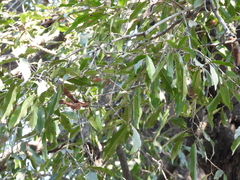 Diospyros mespiliformis, photograph (c) Mark Clarke, some rights reserved (CC BY)