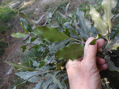 Euclea divinorum, photograph (c) Mark Clarke, some rights reserved (CC BY)