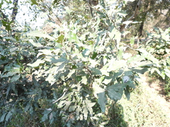 Euclea divinorum, photograph (c) Mark Clarke, some rights reserved (CC BY)