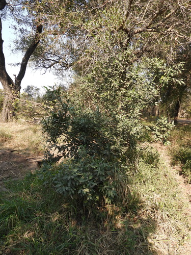 Euclea divinorum, photograph 5