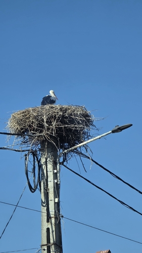 White Stork