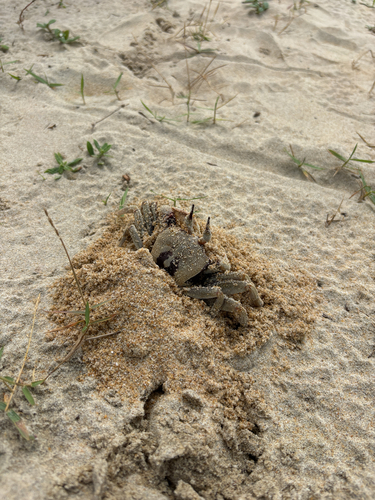 Horned Ghost Crab