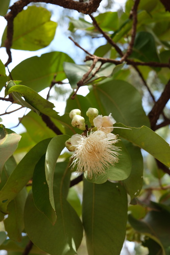 red bush apple