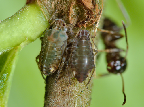 Aphid