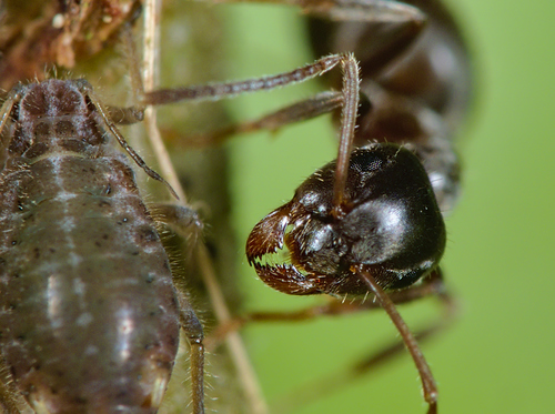Black Garden Ant photo 6