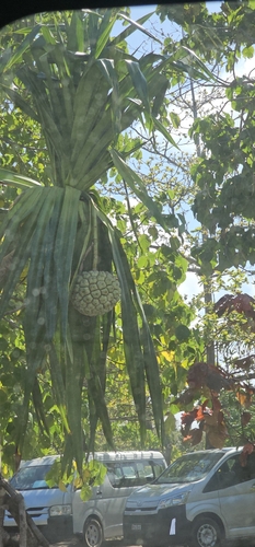 Pandanus dubius observed 2026-08-11