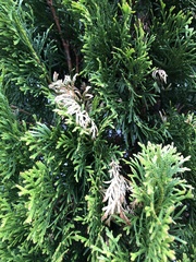 Pestalotiopsis funerea