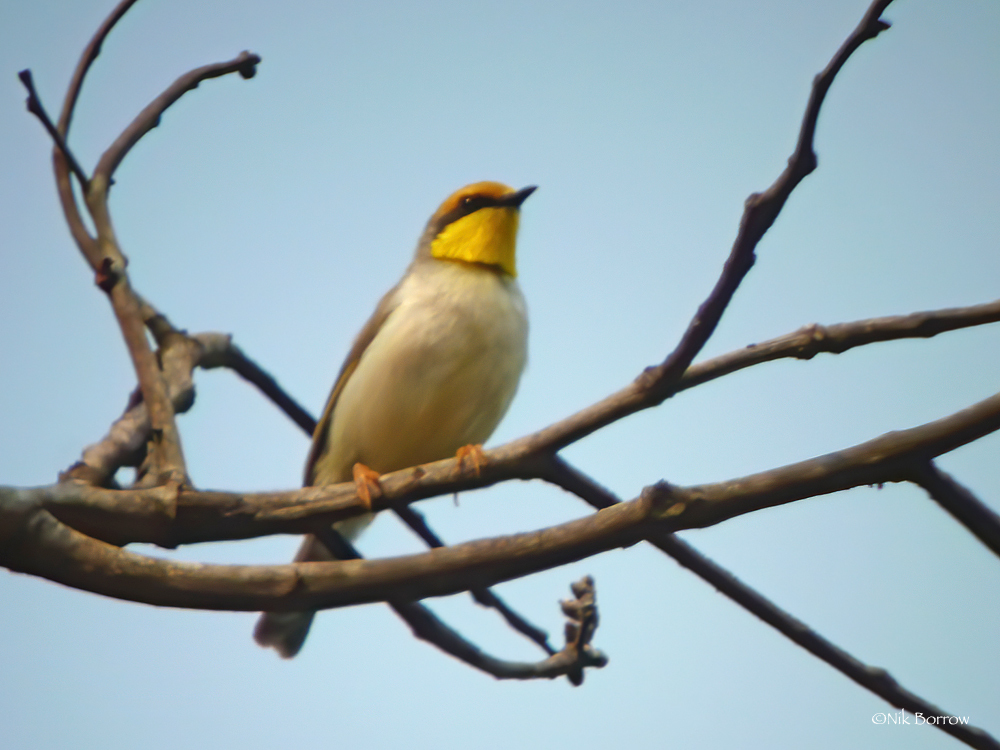 Black-Necked Eremomela