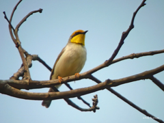 Black-Necked Eremomela photo 1