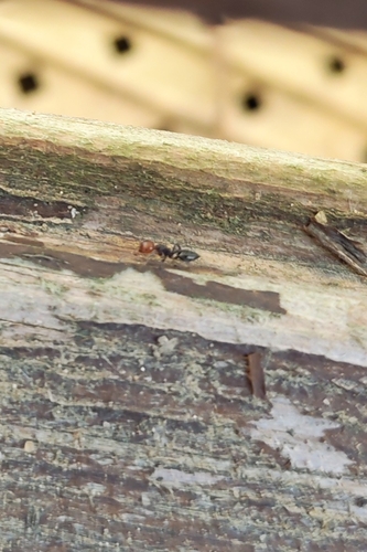 Mediterranean Acrobat Ant