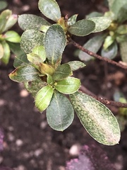 Stephanitis pyrioides