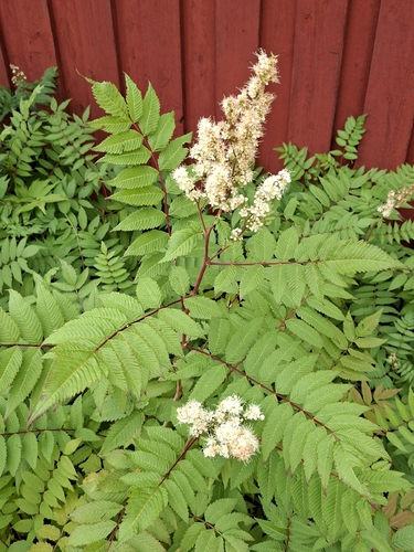 Sorbaria