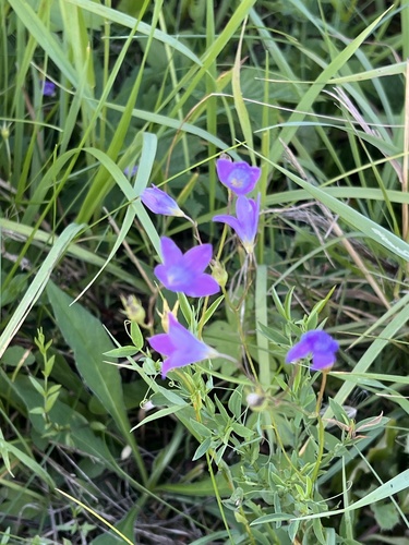 Spreading Bellflower