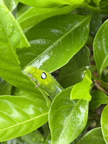Oleander Hawkmoth