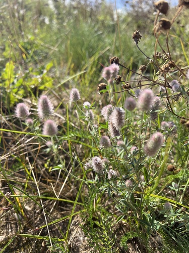 rabbitfoot clover