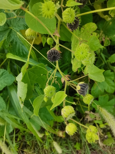 velvetleaf