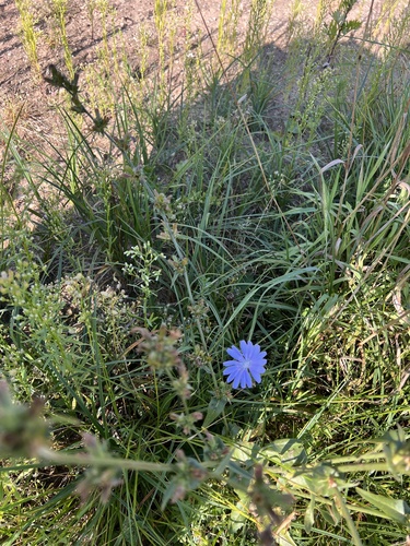 chicory