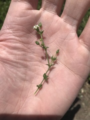 Arenaria serpyllifolia