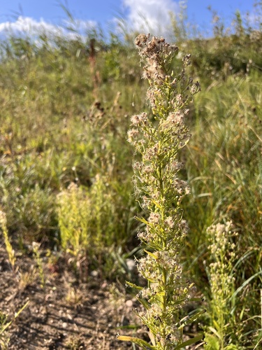 horseweed