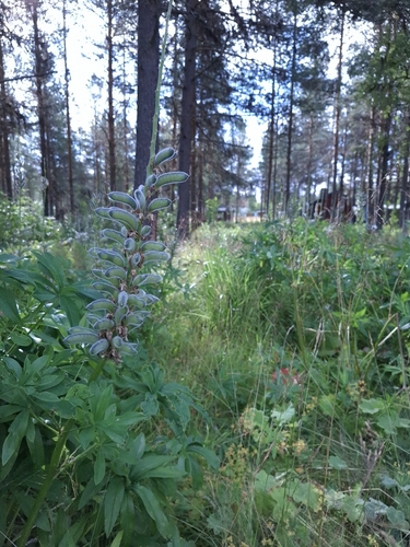 Large-leaved lupine