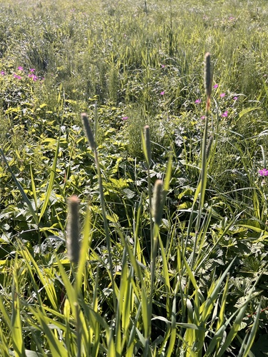 Timothy grass