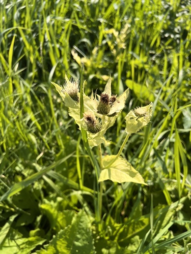 Cabbage Thistle