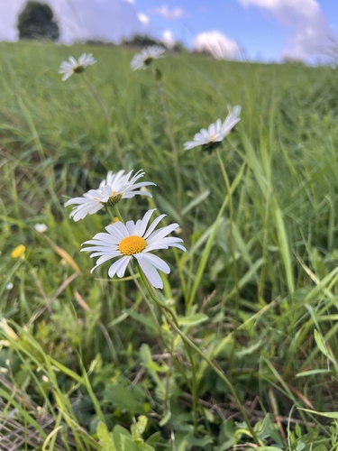oxeye daisy