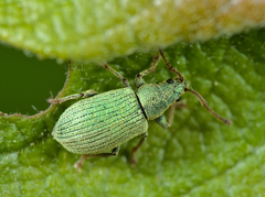 Phyllobius roboretanus