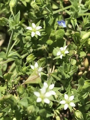 Arenaria serpyllifolia