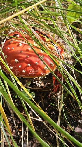 Fly Agaric