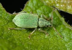 Phyllobius roboretanus