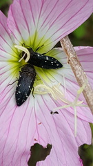 Acmaeodera ornatoides