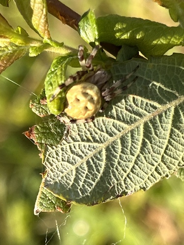 Four-spot Orbweaver