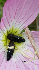 Acmaeodera ornatoides