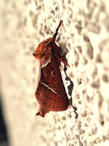 Orange Swift